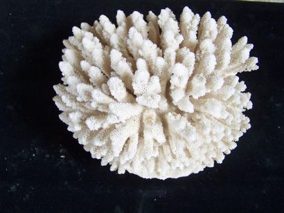 Lot: CORAIL blanc sur socle. L: 30cm. CORAIL...