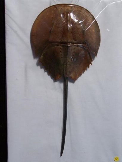 Lot: LIMULE naturalisé. L: 25cm. POISSON...