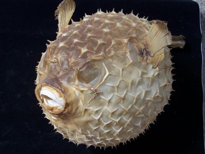 Lot: LIMULE naturalisé. L: 25cm. POISSON...