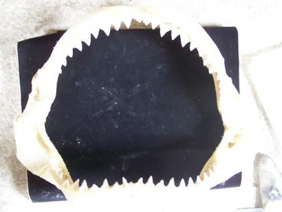 Impressionnante MÂCHOIRE de requin, Carcharinus...