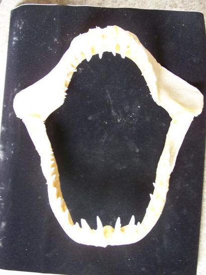 Impressionnante MÂCHOIRE de requin, Isurus...