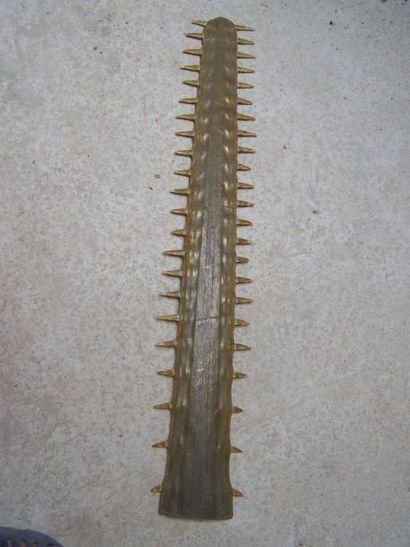 ROSTRE sur socle acier. Quarante-cinq dents....
