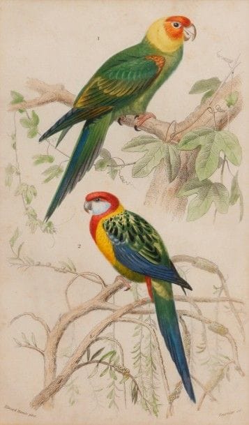 Ensemble de SIX GRAVURES couleurs de Fournier...