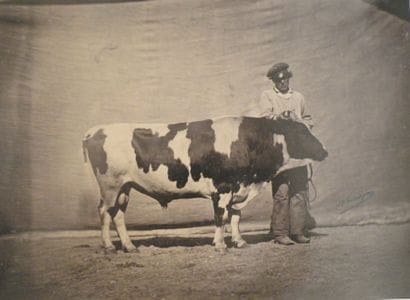 Félix NADAR (1820 -1910)
Taureau au concours...