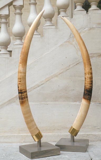 PAIRE DE DÉFENSES D'ÉLÉPHANT Belle symétrie,...