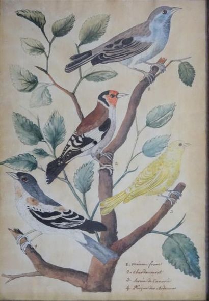 ORNITHOLOGIE
Oiseaux branchés
Aquarelle sur...