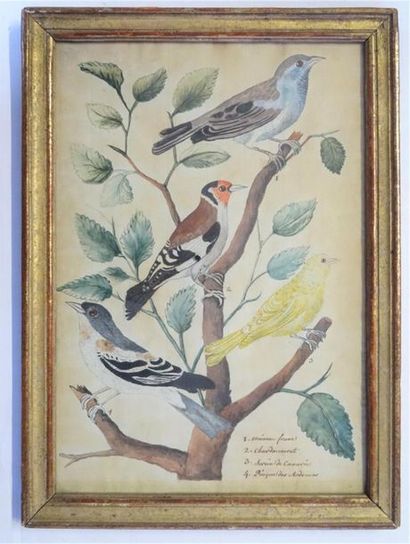 ORNITHOLOGIE
Oiseaux branchés
Aquarelle sur...