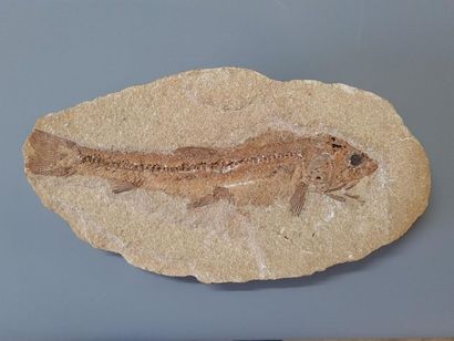 Fish fossil
5 x 25 x 14 cm
4 x 24 x 13 c...