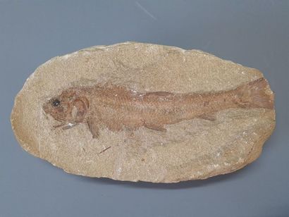Fish fossil
5 x 25 x 14 cm
4 x 24 x 13 c...
