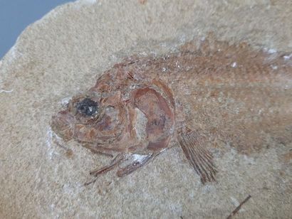 Fish fossil
5 x 25 x 14 cm
4 x 24 x 13 c...