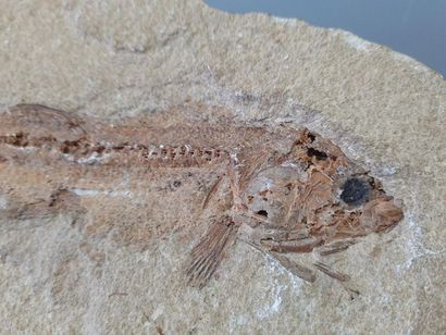 Fish fossil
5 x 25 x 14 cm
4 x 24 x 13 c...