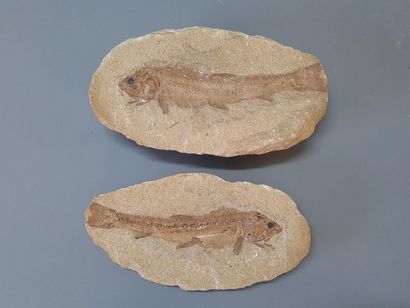 Fish fossil
5 x 25 x 14 cm
4 x 24 x 13 c...