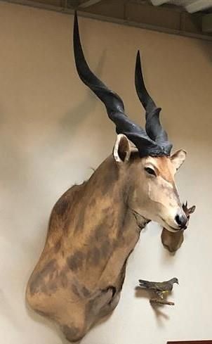 Élan de Derby ( Taurotragus derbianus ) 
Belle...