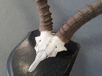 African Cervid Troistrophy

55 x 53 cm.