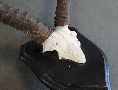 African Cervid Troistrophy

55 x 53 cm.