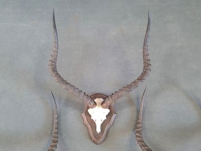 African Cervid Troistrophy

55 x 53 cm.