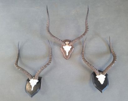 African Cervid Troistrophy

55 x 53 cm.