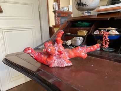 Branche de corail rouge naturel.

13 x 27...