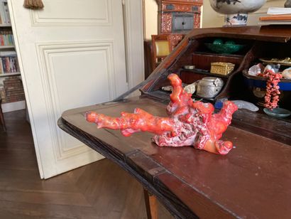 Branche de corail rouge naturel.

13 x 27...