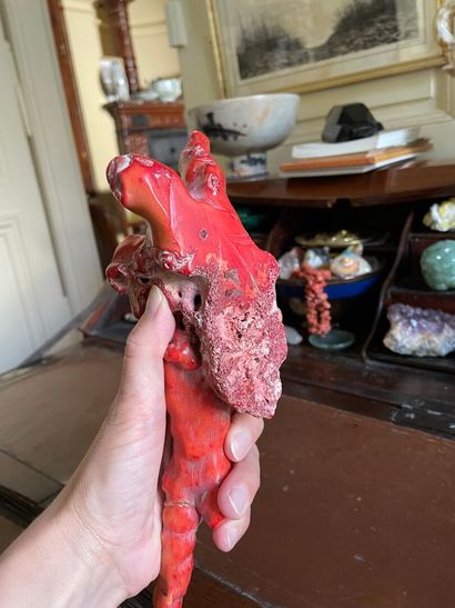 Branche de corail rouge naturel.

13 x 27...