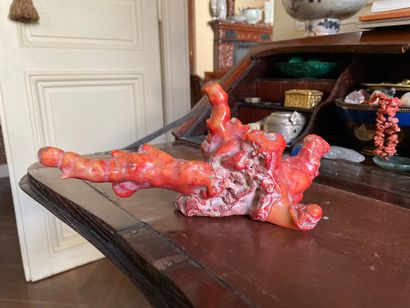 Branche de corail rouge naturel.

13 x 27...