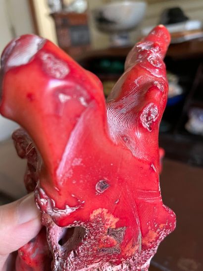 Branche de corail rouge naturel.

13 x 27...