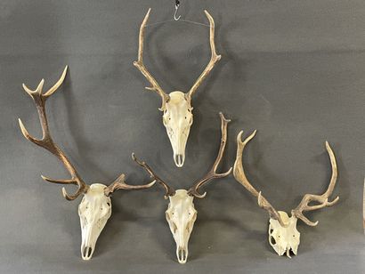 Collection de quatre massacres de cerf

H:...