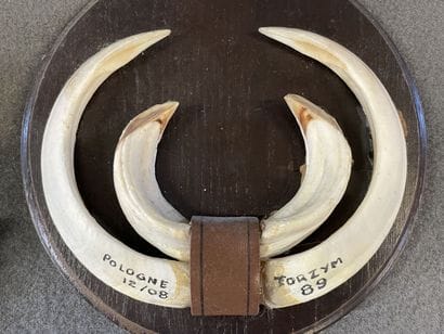 Collection de cinq écussons avec dents de...