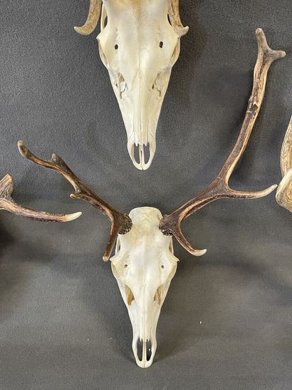 Collection de quatre massacres de cerf

H:...