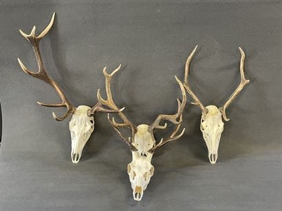 Collection de quatre massacres de cerf

H:...