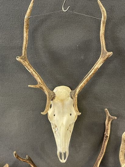 Collection de quatre massacres de cerf

H:...