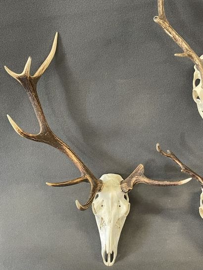 Collection de quatre massacres de cerf

H:...