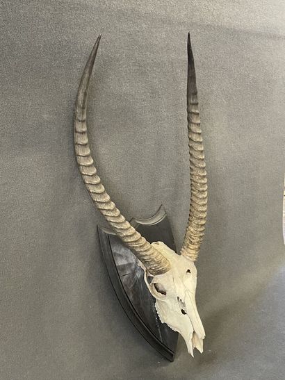Cobe à croissant ou Waterbuck. 

90 x 42...