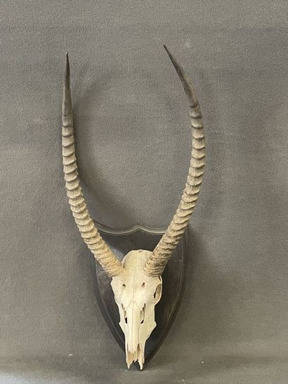 Cobe à croissant ou Waterbuck. 

90 x 42...