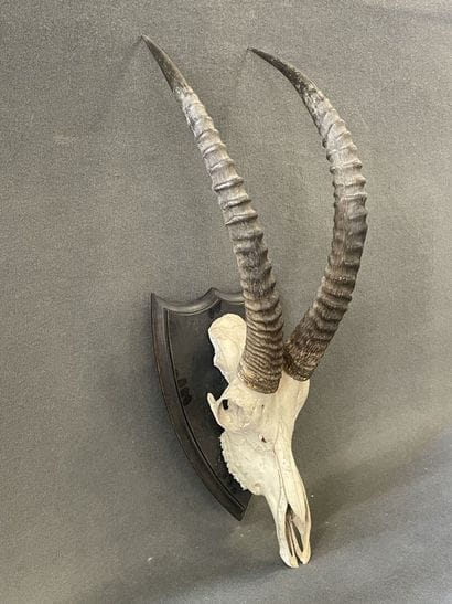 Hippotrague Noir. 

96 x 30 cm.
