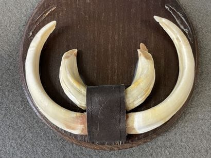 Collection de cinq écussons avec dents de...