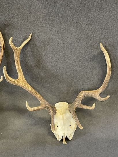 Collection de quatre massacres de cerf

H:...
