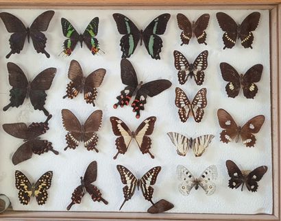 Collection de papillons naturalisés en cadres.

13...