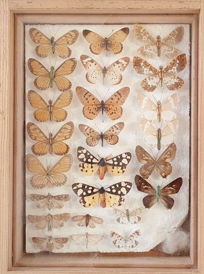 Collection de papillons naturalisés en cadres.

13...
