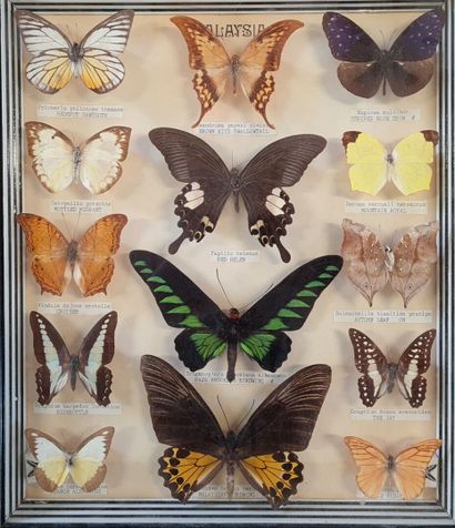Collection de papillons naturalisés en cadres.

13...