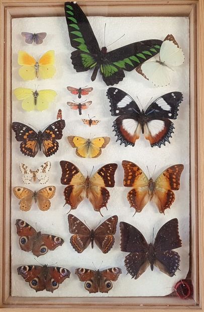 Collection de papillons naturalisés en cadres.

13...