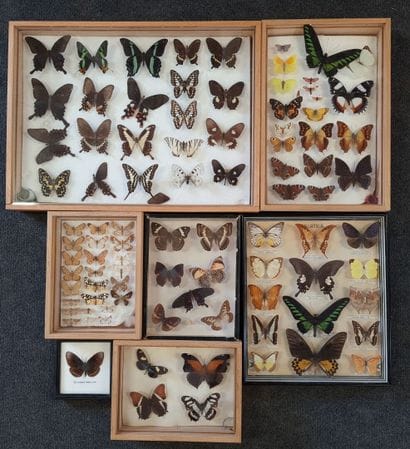 Collection de papillons naturalisés en cadres.

13...