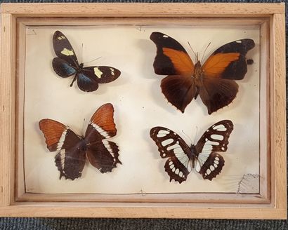 Collection de papillons naturalisés en cadres.

13...
