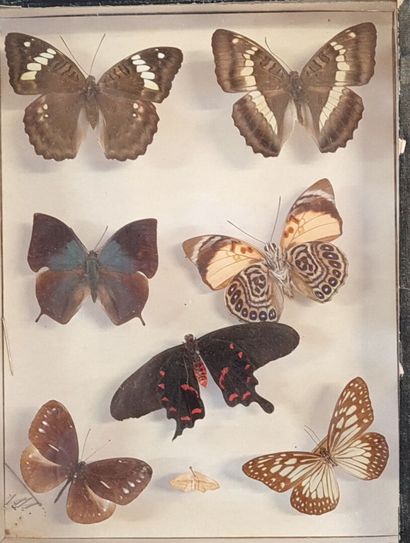 Collection de papillons naturalisés en cadres.

13...