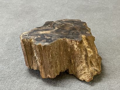 Bois pétrifié. 
8 x 19 x 19 cm. 
Poids: 3.98...