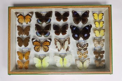 Rhopalocères exotiques Nymphalidae et divers
4...
