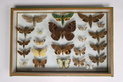 Hétérocères paléarctiques et exotiques dont...