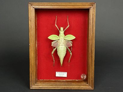 Entomologie: Heteropteryx Dilatata
Malaisie.
L:...
