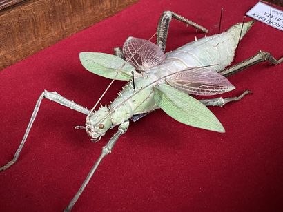 Entomologie: Heteropteryx Dilatata
Malaisie.
L:...