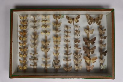 Hétérocères paléarctiques et exotiques dont...